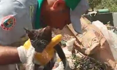 Böyle vicdansızlık görülmedi: Kedi yavrusunu çöpe atmışlar