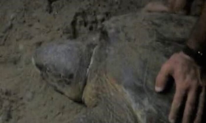 Boynuna ip dolanan caretta caretta’yı cam parçası ile kurtardılar