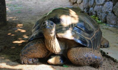 Bu kaplumbağa Cumhuriyet ile yaşıt