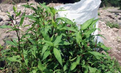 Bu ot şifa arayanların umudu oldu