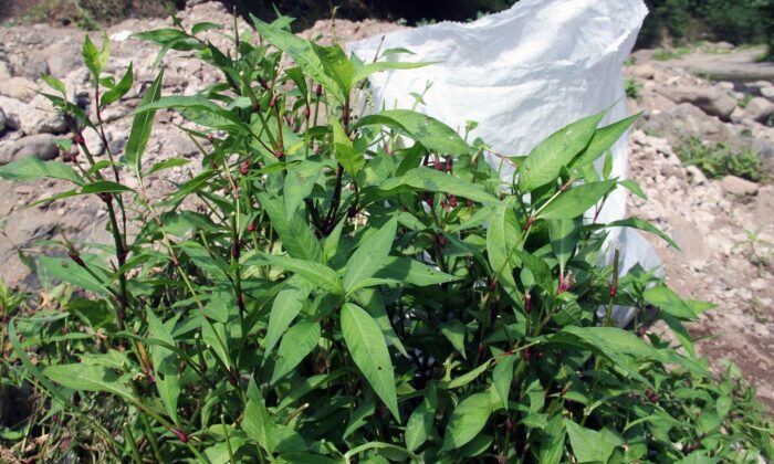 Bu ot şifa arayanların umudu oldu