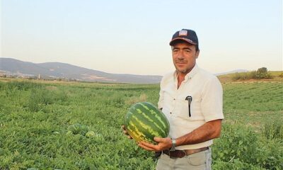 Bu yıl 32 bin 500 ton karpuz hasadı bekleniyor
