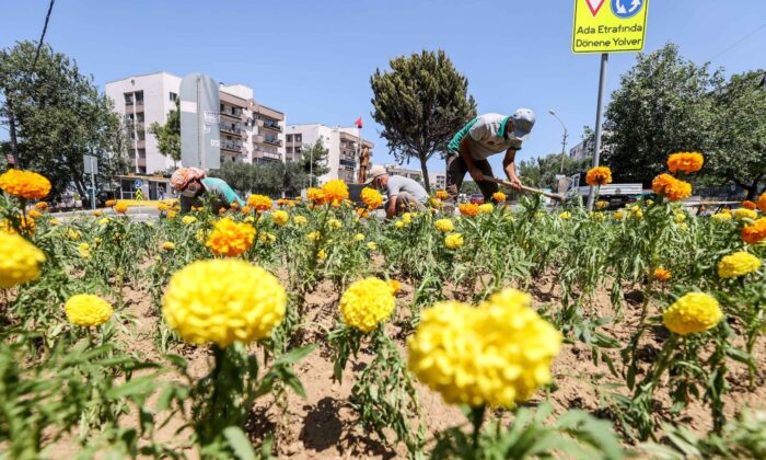 Buca, bahardan yaza çiçeklerle renklendi
