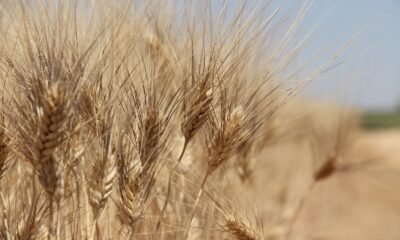 Buğday rekoltesinde büyük düşüş