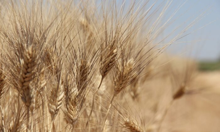 Buğday rekoltesinde büyük düşüş