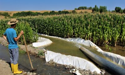 “Burada ürün alamazsın” söylemlerine kulak asmadı, 30 yıldır ekim yapılmayan alana silajlık mısır ekti