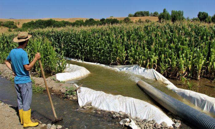 “Burada ürün alamazsın” söylemlerine kulak asmadı, 30 yıldır ekim yapılmayan alana silajlık mısır ekti