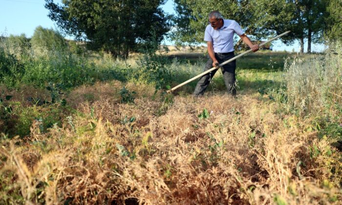 Burçak hasadı geleneksel yöntemlerle yapıldı