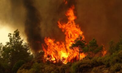 Bursa ve ilçelerinde ormanlara girmek 1 ay süreyle yasaklandı