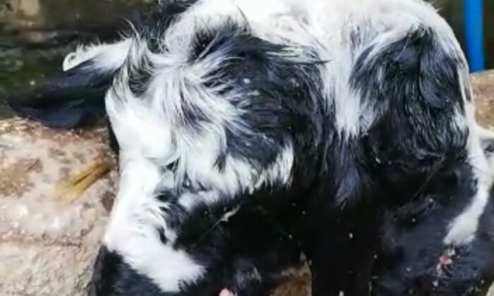 Bursa’da çift başlı kuzu şaşkınlığı