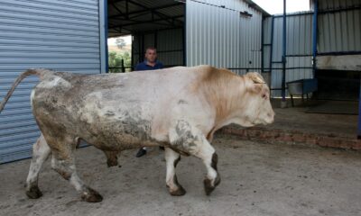 Bursa’da dev kurbanlık görenleri şaşırtıyor