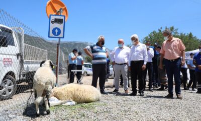 Büyükşehir Mezbahalarında Bin 79 kesim yapıldı