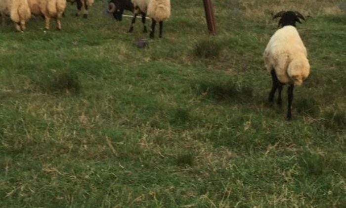 Çalıntı kamyonetle 20 koyunu çaldı