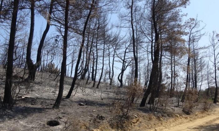 Çanakkale’de ormanlara girişler 1 ay süreyle yasaklandı