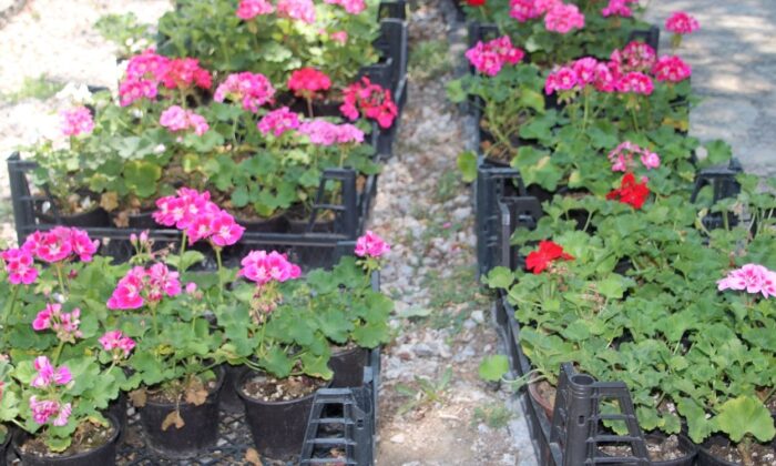 Çankaya’da çiçek satışına büyük ilgi