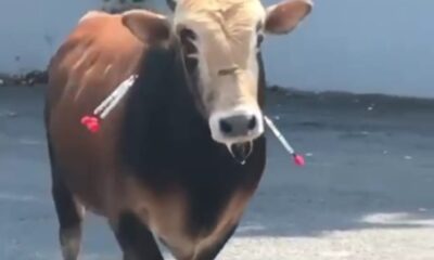 Çekmeköy’de kaçan kurbanlık, sahibine zor anlar yaşattı