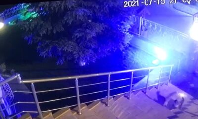 Cesur kedi apartmana girmek isteyen tilkiye böyle ders verdi