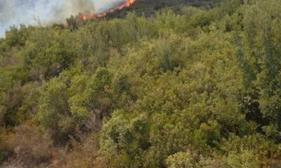 Ceyhan’daki orman yangınına müdahale ediliyor