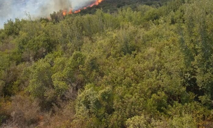 Ceyhan’daki orman yangınına müdahale ediliyor