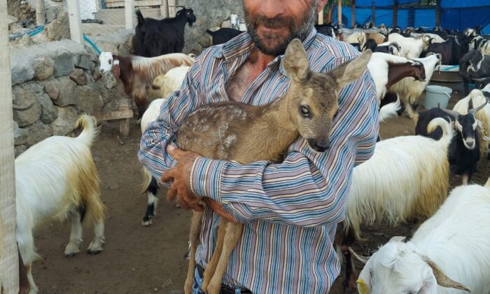 Çoban tarafından bulunan yavru karaca koruma altına alındı