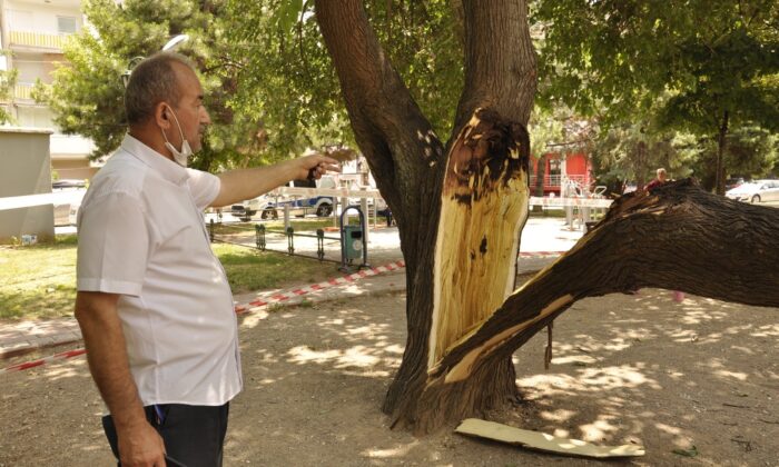 Çocuk parkında ağaç devrildi, şans eseri can kaybı ya da yaralanan olmadı