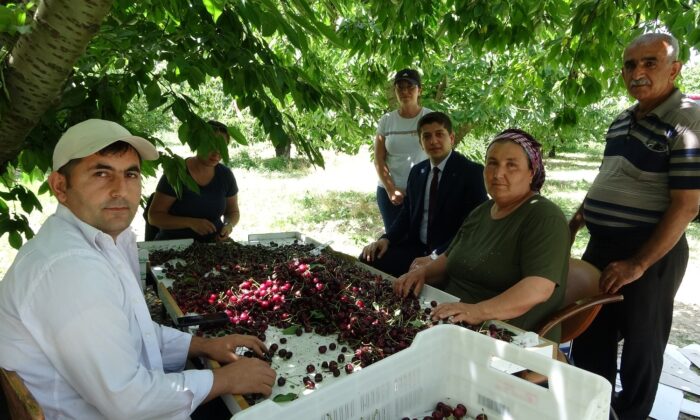 Coğrafi işaret tescilli Uluborlu kirazı Avrupa sofralarında