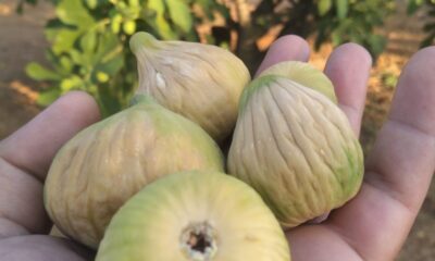 Coğrafi işaretli Aydın incirinde ilk hasat yapıldı