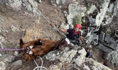 Dağlık alanda 10 gündür mahsur kalan keçiler kurtarıldı
