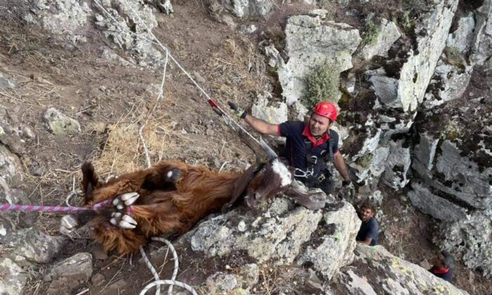 Dağlık alanda 10 gündür mahsur kalan keçiler kurtarıldı