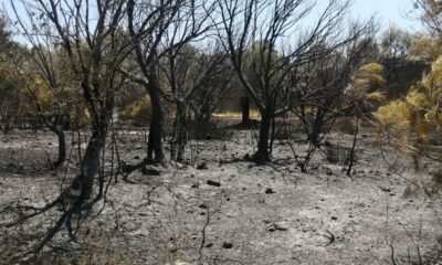 Datça’da çıkan yangında 10 dönüm zirai alan zarar gördü