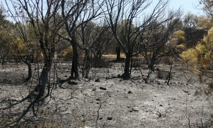 Datça’da çıkan yangında 10 dönüm zirai alan zarar gördü