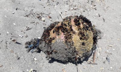 Denizden çıkan cisim tatilcileri korkuttu