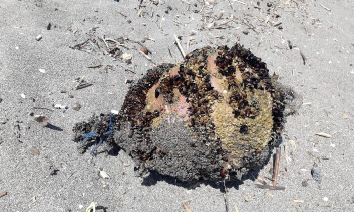 Denizden çıkan cisim tatilcileri korkuttu