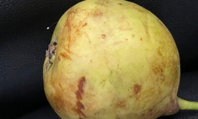 Denizli’de nadir rastlanan Udumbara çiçeği görüldü