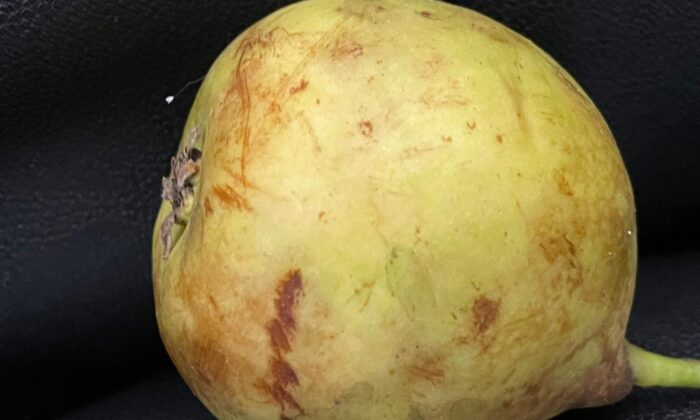 Denizli’de nadir rastlanan Udumbara çiçeği görüldü