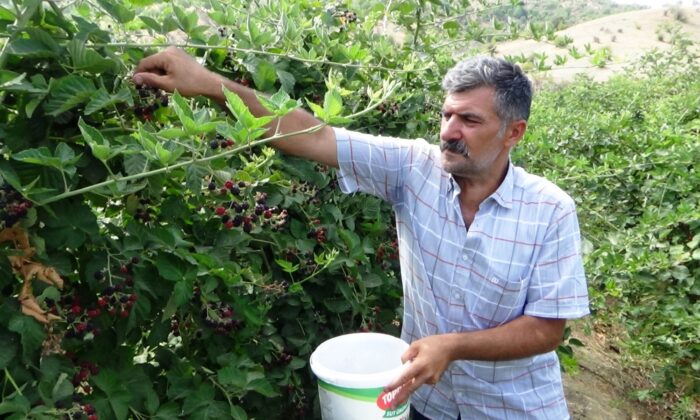 Devlet desteğiyle ekilen böğürtlen bahçelerinde başlayan hasat çiftçinin yüzünü güldürdü