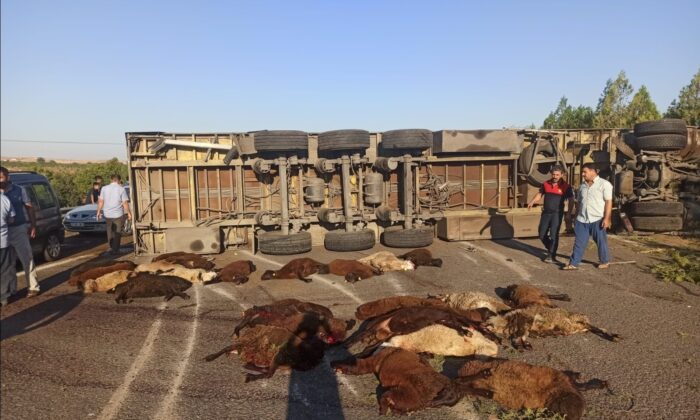 Devrilen tırdaki 42 küçükbaş hayvan telef oldu