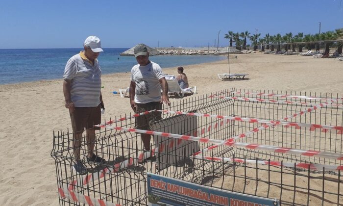 Didim’de 1 yıl aradan sonra Carettalar yumurta bıraktı