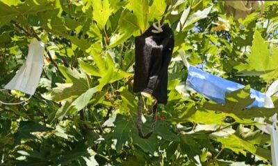 Dilek ağacı maske ağacına döndü