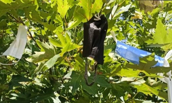 Dilek ağacı maske ağacına döndü