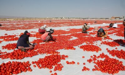 Diyarbakır’ın kurutulmuş domatesleri dünyaya ihraç ediliyor