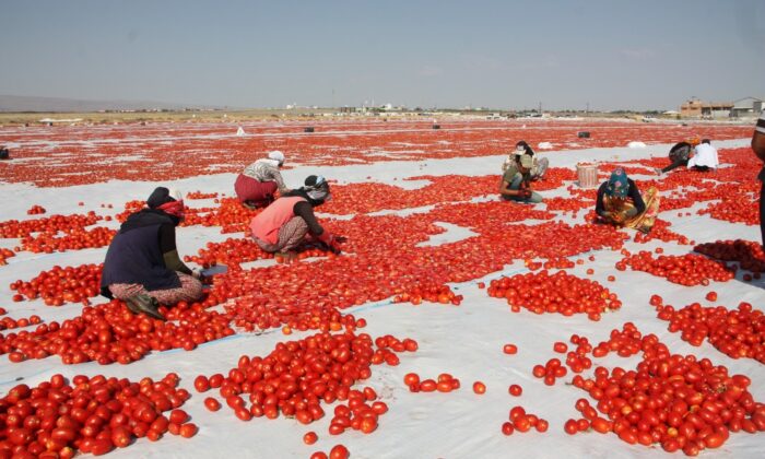 Diyarbakır’ın kurutulmuş domatesleri dünyaya ihraç ediliyor