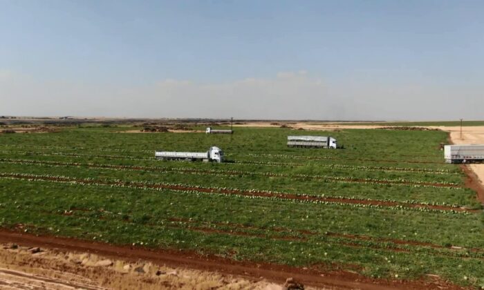 Diyarbakır’ın tescilli karpuzunda hasat zamanı