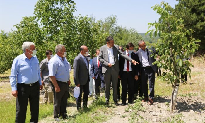 Domaniç’te 2 bin 800 dönümlük ceviz bahçesi