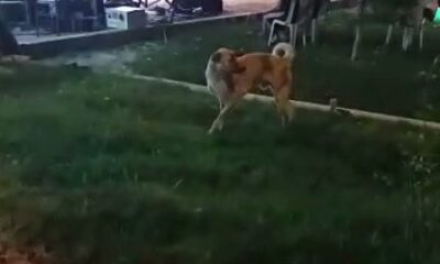 Düğün müziğine kapılan köpek dans etti
