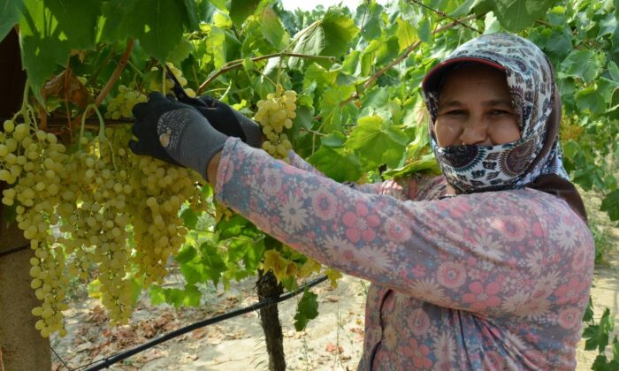 Dünyaca ünlü çekirdeksiz Sultani üzümde hasat başlıyor