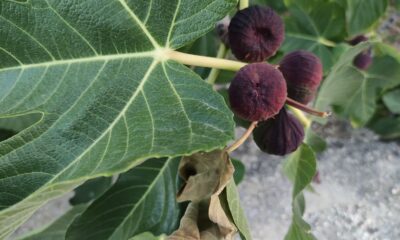 Dünyaca ünlü meyve Avrupa’ya gitmeye hazırlanırken dökülmeye başladı