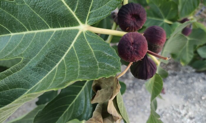 Dünyaca ünlü meyve Avrupa’ya gitmeye hazırlanırken dökülmeye başladı