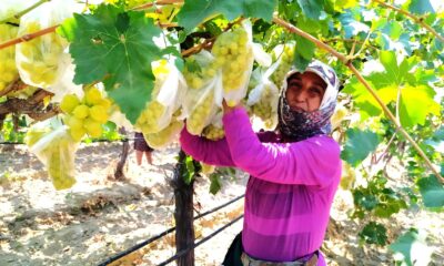 Dünyaca ünlü üzümleri korumak için 4 bin salkımı çöp poşetleriyle kapladı