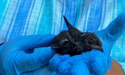 Ebabil kuşları emin ellerde